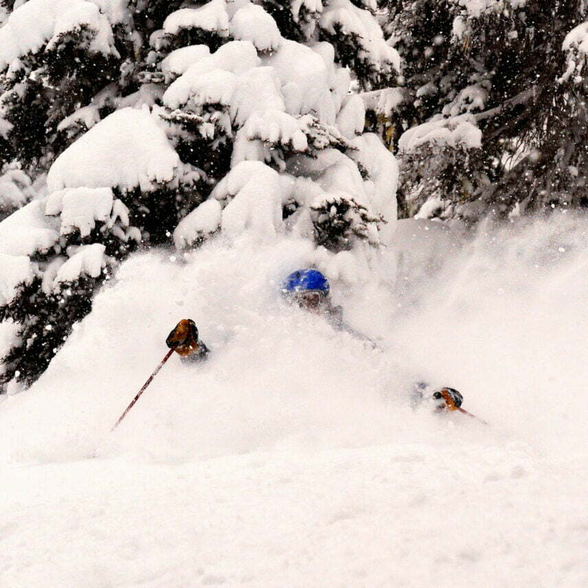 terrain-tree-skiier-3-856×856