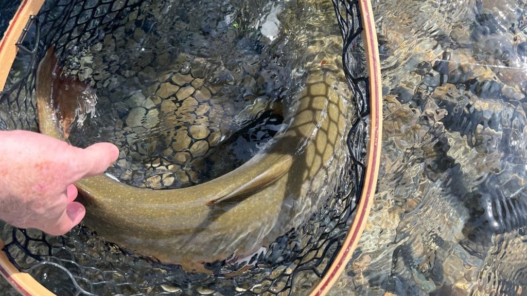Bull trout fly fishing bc
