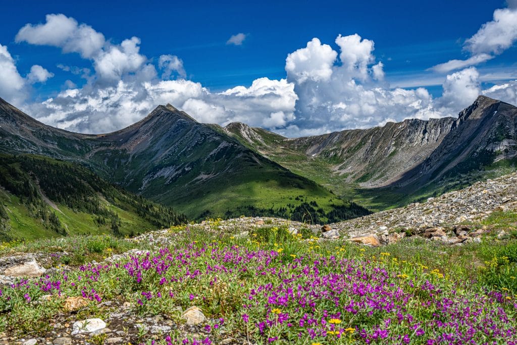 alpine wildflower meadow in British Columbia mountains